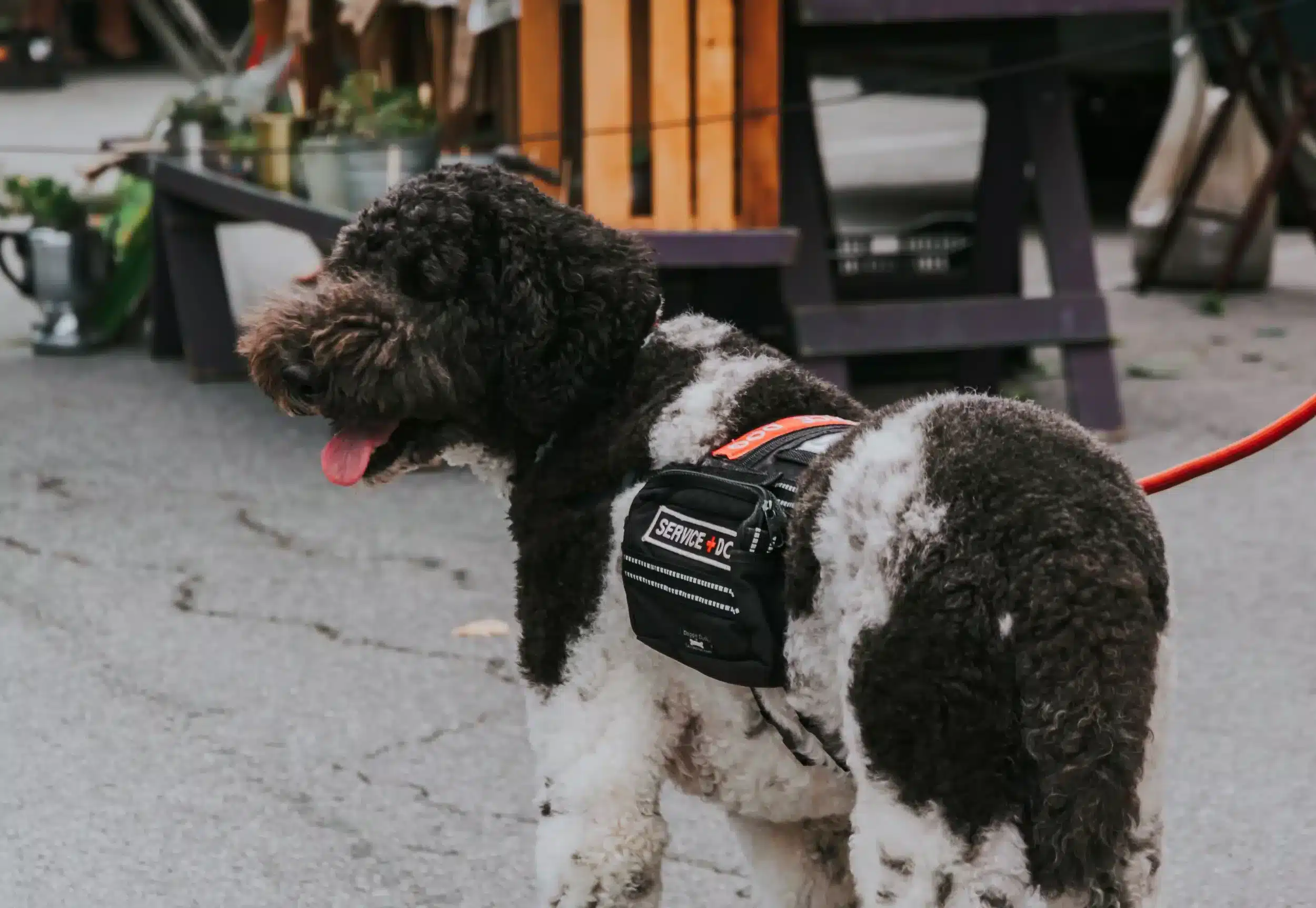 Assistance/Service Animals