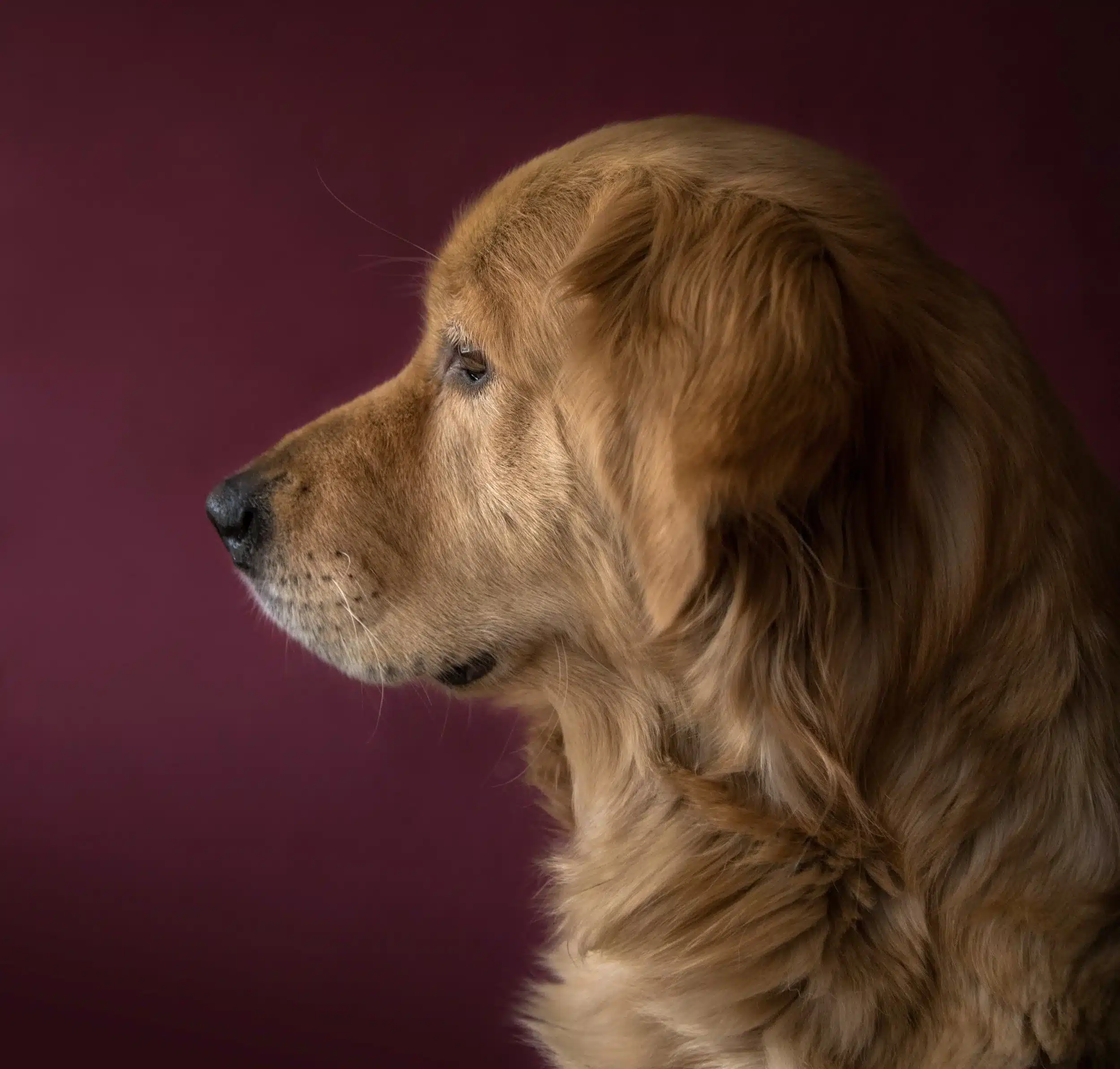 Service Animals